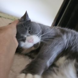 Such a happy cat!