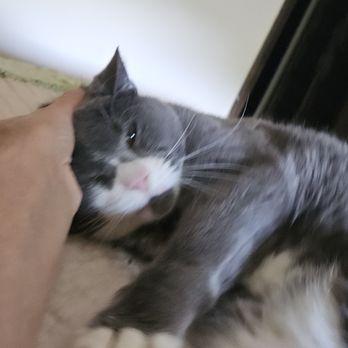 The Cat Chalet - Such a happy cat! - Pet Boarding Near Me - Randolph, New Jersey