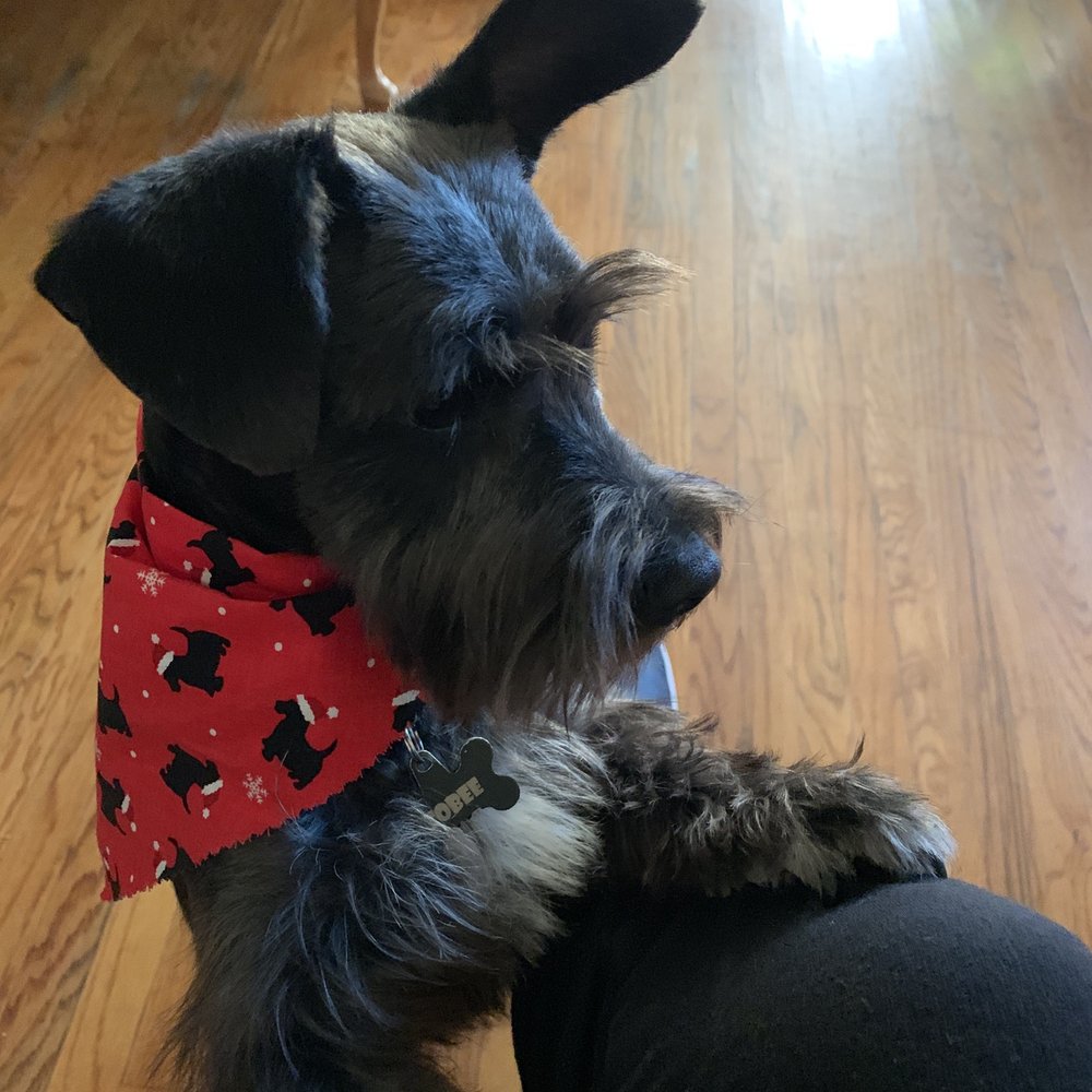 Pet Cuts - Pet Groomers Near Me - North Hills, California Pet Cuts - Pet Groomers Near Me - North Hills, California