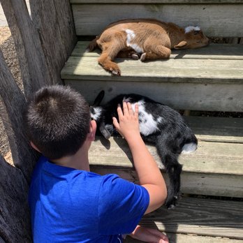 Deer Tracks Junction - My son loved the baby goats. - Ice Cream & Frozen Yogurt Near Me - Cedar Springs, Michigan