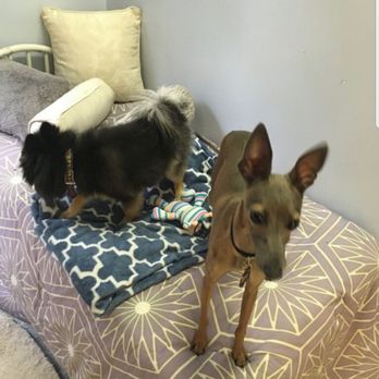 Wescott Acres Pet Resort - Pet Sitting Near Me - Columbia, South Carolina