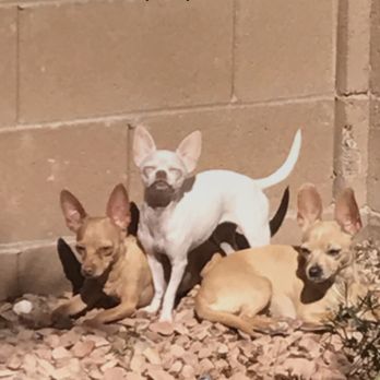 Pooper Picker Upper Kids - These kids are the best! Good prices and they do an amazing job keeping my yard clean! - Pet Waste Removal Near Me