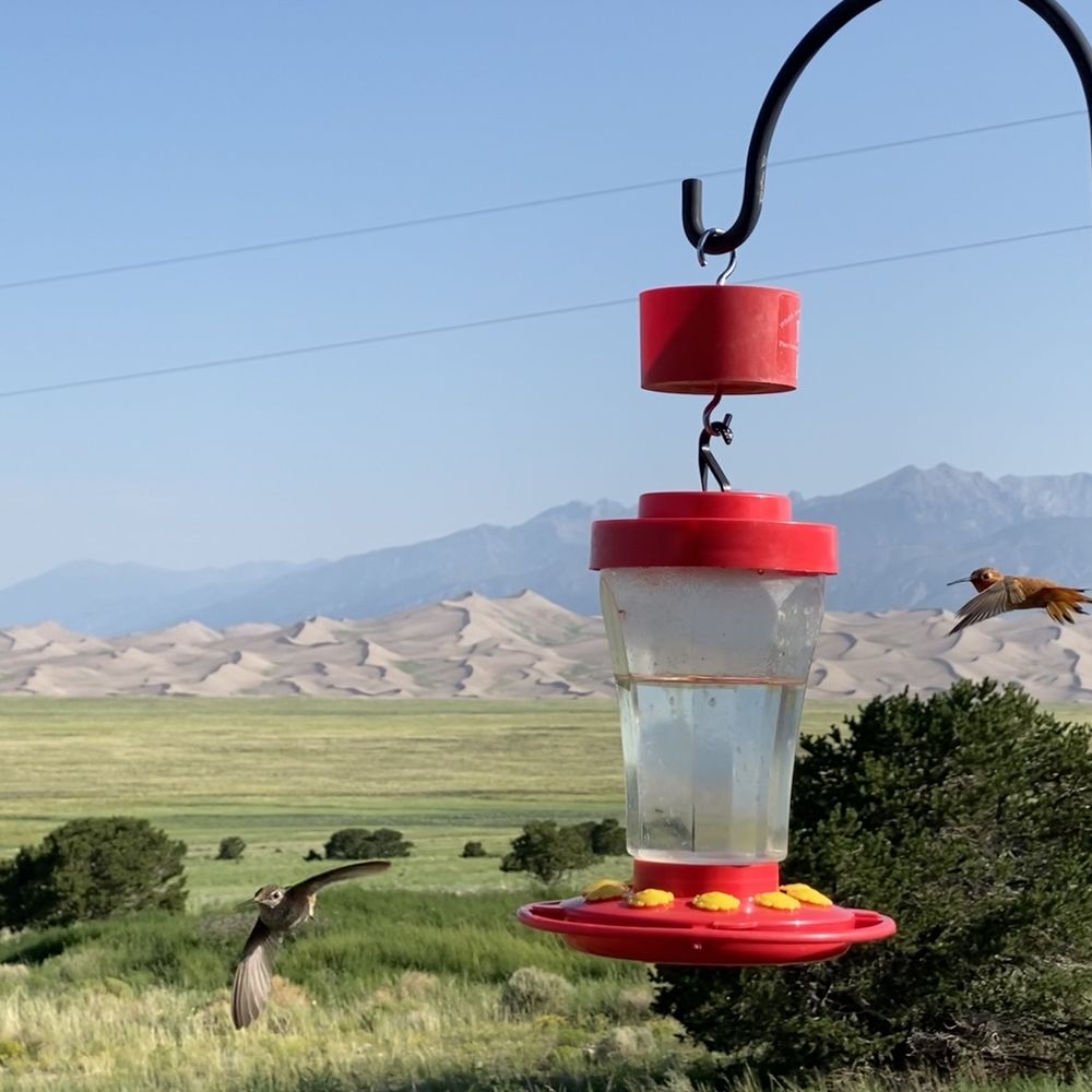 Great Sand Dunes Lodge - So many hummingbirds on property with a view of the Great Sand Dunes - Bed & Breakfast Near Me - Mosca, Colorado