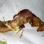 Photo of Vermont Inn Pizza