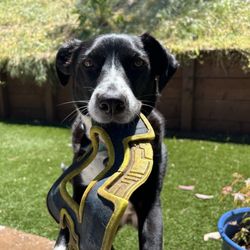 Dogovation Dog Training