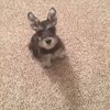 Club K9 World gift card