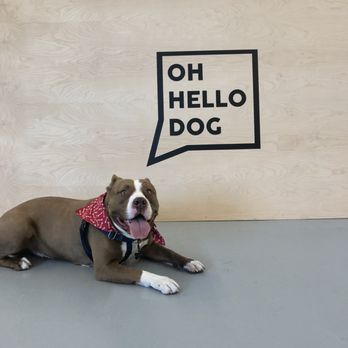 Oh Hello Dog - Pet Boarding Near Me - Los Angeles, California Oh Hello Dog - Pet Boarding Near Me - Los Angeles, California