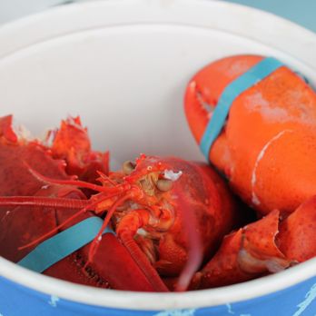 Tommy's Clam Shack - Single boiled lobster - Seafood Near Me - Warwick, Rhode Island Tommy's Clam Shack - Single boiled lobster - Seafood Near Me - Warwick, Rhode Island