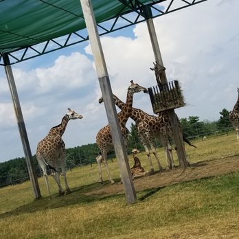 African Lion Safari - Zoos Near Me - Cambridge, Ontario African Lion Safari - Zoos Near Me - Cambridge, Ontario