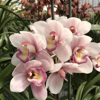 The Flower Fields - Venues & Event Spaces Near Me - Carlsbad, California The Flower Fields - Venues & Event Spaces Near Me - Carlsbad, California