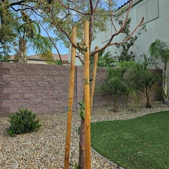 Moon Valley Nurseries - Current state of the tree. You can see two of the king palms we bought at the same time in the background. They are doing really well. - Nurseries & Gardening Near Me - Las Vegas, Nevada Moon Valley Nurseries - Current state of the tree. You can see two of the king palms we bought at the same time in the background. They are doing really well. - Nurseries & Gardening Near Me - Las Vegas, Nevada