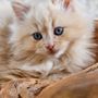 Photo of PurrfectlyPosh Ragdolls