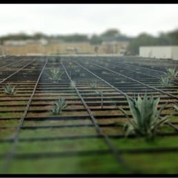 Green Roof!