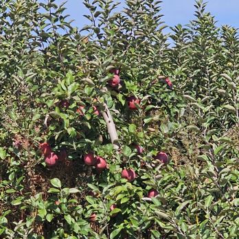 Lewin Farms - Pick Your Own Farms Near Me - Calverton, New York Lewin Farms - Pick Your Own Farms Near Me - Calverton, New York