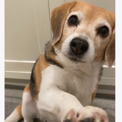 Veterinary Specialty Center Pet Hotel - Niner likes the Pet Hotel