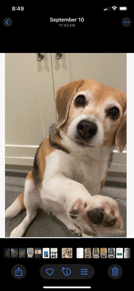 Veterinary Specialty Center Pet Hotel - pet boarding facility in Stockton, CA
