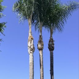 Trimmed palm trees