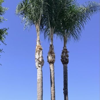Santos Pena Tree Care and Services - Trimmed palm trees - Tree Services Near Me