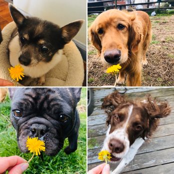 Comfy Dog Club - Pet Transportation Near Me - Carnegie, Pennsylvania Comfy Dog Club - Pet Transportation Near Me - Carnegie, Pennsylvania
