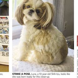 Animal Eye Care - Luna 10 year old Shi-tzu