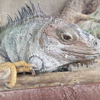 Heritage Park Zoological Sanctuary - Look at his face - Zoos Near Me - Prescott, Arizona