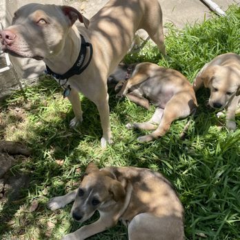 Passion for Pitties - Pet Adoption Near Me