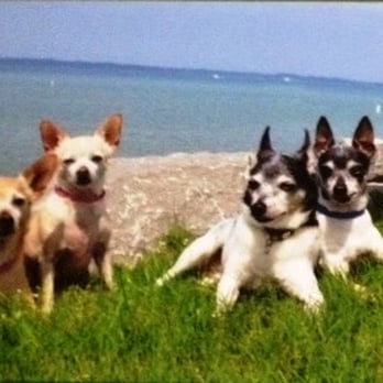 Fireplug Inn - four little ones... - Pet Groomers Near Me - Southlake, Texas Fireplug Inn - four little ones... - Pet Groomers Near Me - Southlake, Texas