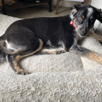 PetSmart - Chelsea did a great job on my girl Penny - Pet Stores Near Me - Dublin, California
