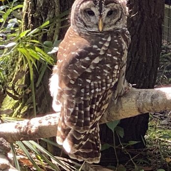 Brevard Zoo - Barred Owl -Erol - Zoos Near Me - Melbourne, Florida Brevard Zoo - Barred Owl -Erol - Zoos Near Me - Melbourne, Florida