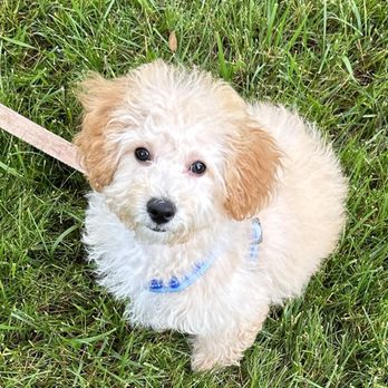Ohio Puppy - Teddy - Pet Adoption Near Me - Girard, Ohio Ohio Puppy - Teddy - Pet Adoption Near Me - Girard, Ohio