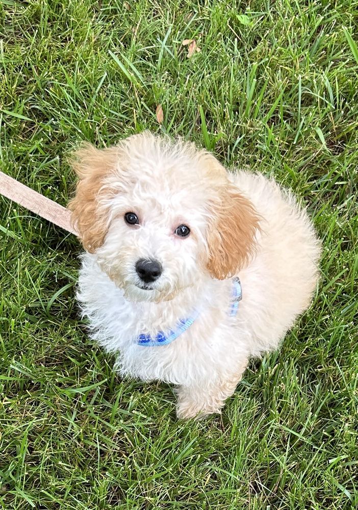 OHIO PUPPY Updated September 2024 1560 E Liberty St, Girard, Ohio