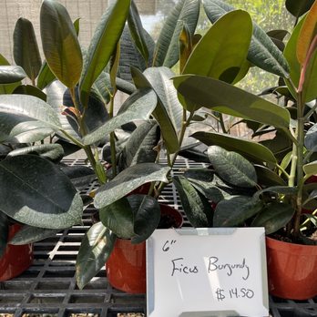 Curby's Nursery - rubber plants - Nurseries & Gardening Near Me - Temecula, California