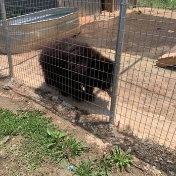 Zootastic Park - Sloth Bear - Zoos Near Me - Troutman, North Carolina Zootastic Park - Sloth Bear - Zoos Near Me - Troutman, North Carolina
