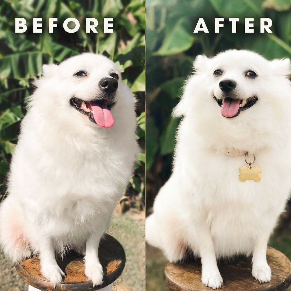 Urban Pet - Riley Winters got a blowout! Very pleased with this doggy groomer! - Pet Groomers Near Me - Imperial Beach, California Urban Pet - Riley Winters got a blowout! Very pleased with this doggy groomer! - Pet Groomers Near Me - Imperial Beach, California