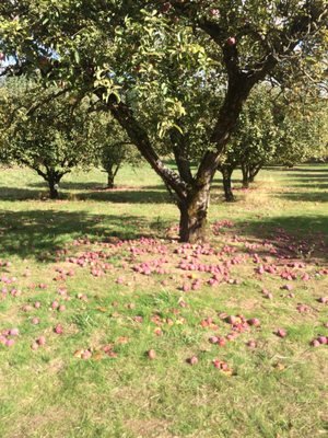 Sherwood Orchards by null