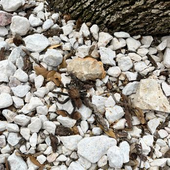 Elevate Pest Control - The Texas brown tarantula, native to our region, is a master of camouflage! - Pest Control Near Me - San Antonio, Texas Elevate Pest Control - The Texas brown tarantula, native to our region, is a master of camouflage! - Pest Control Near Me - San Antonio, Texas