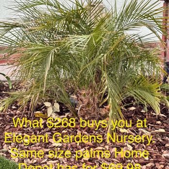 Elegant Gardens Nursery - What $268 (with 20% Military Discount) buys you at Elegant Gardens Nursery. Same size Pygmy Date Palms that Home Depot. - Nurseries & Gardening Near Me - Moorpark, California Elegant Gardens Nursery - What $268 (with 20% Military Discount) buys you at Elegant Gardens Nursery. Same size Pygmy Date Palms that Home Depot. - Nurseries & Gardening Near Me - Moorpark, California