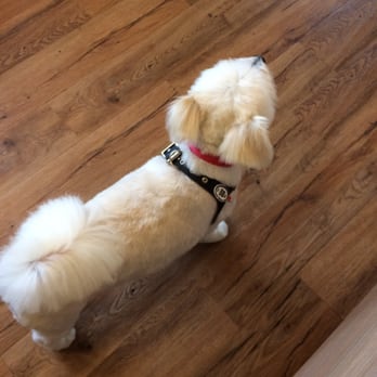 Pet Parlour - Fresh cutttttt - Pet Sitting Near Me - Vancouver, British Columbia Pet Parlour - Fresh cutttttt - Pet Sitting Near Me - Vancouver, British Columbia