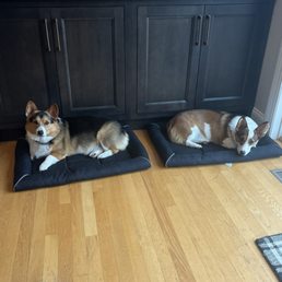 These are my dogs and they are both boys and they are corgis and their names are sully and Gino
