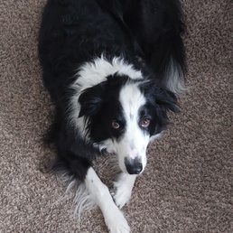 ROWDY - our loving rescued Border Collie. ROWDY - our loving rescued Border Collie.