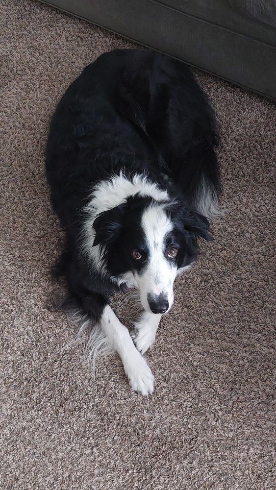 stinky-dog-grooming-updated-may-2025-29-photos-24-reviews-412