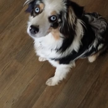 Canine Solutions - "Did I hear I'm going to Ginas?" - Pet Training Near Me - Temecula, California