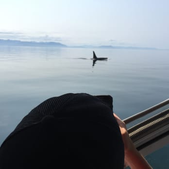 HiTime Charters - Watch out there's a Killer Whale - Boat Charters Near Me HiTime Charters - Watch out there's a Killer Whale - Boat Charters Near Me
