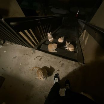 Park Heights Apartments - cats that roam here - Apartments Near Me - Highland, California Park Heights Apartments - cats that roam here - Apartments Near Me - Highland, California