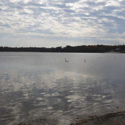 Lake Ronkonkoma County Park - Swans floating on Lake Ronkonkoma. (10/24/2024)