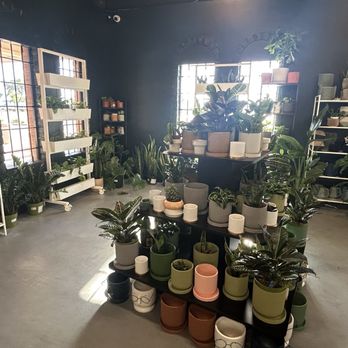 Desert Bloom Pilates & Boutiques - Plants - Pilates Near Me - Mesa, Arizona