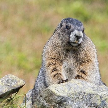 Christine's - Marmot!! - Canadian (New) Near Me - Whistler, British Columbia Christine's - Marmot!! - Canadian (New) Near Me - Whistler, British Columbia