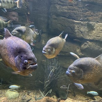 Downtown Aquarium - Museums Near Me - Denver, Colorado Downtown Aquarium - Museums Near Me - Denver, Colorado