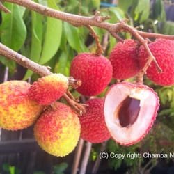 Champa Nursery - Sweetheart Lychee