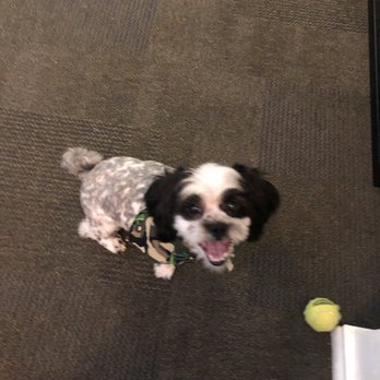 Doggie Depot - Blurry pic but Mav looks and feels so good! Thank you ladies :) - Pet Groomers Near Me - Monroe, North Carolina